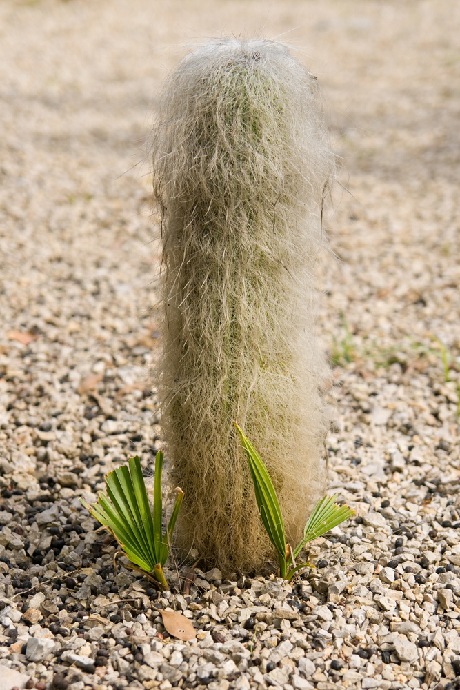 Cephalocereus - Cephalocereus fam Cactaceae