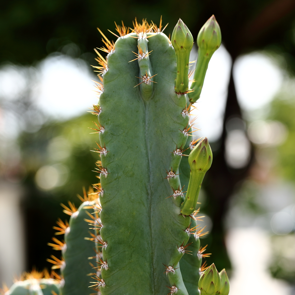 Cereus - Cereus fam Cactaceae