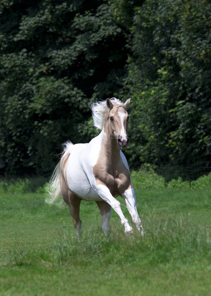 Che cosa significa sognare un cavallo