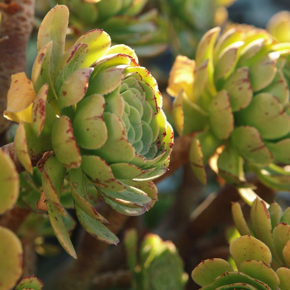 Come prendersi cura delle piante grasse