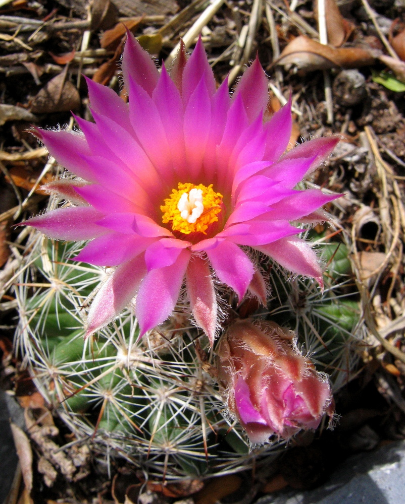 Coryphantha - Coryphantha fam Cactaceae
