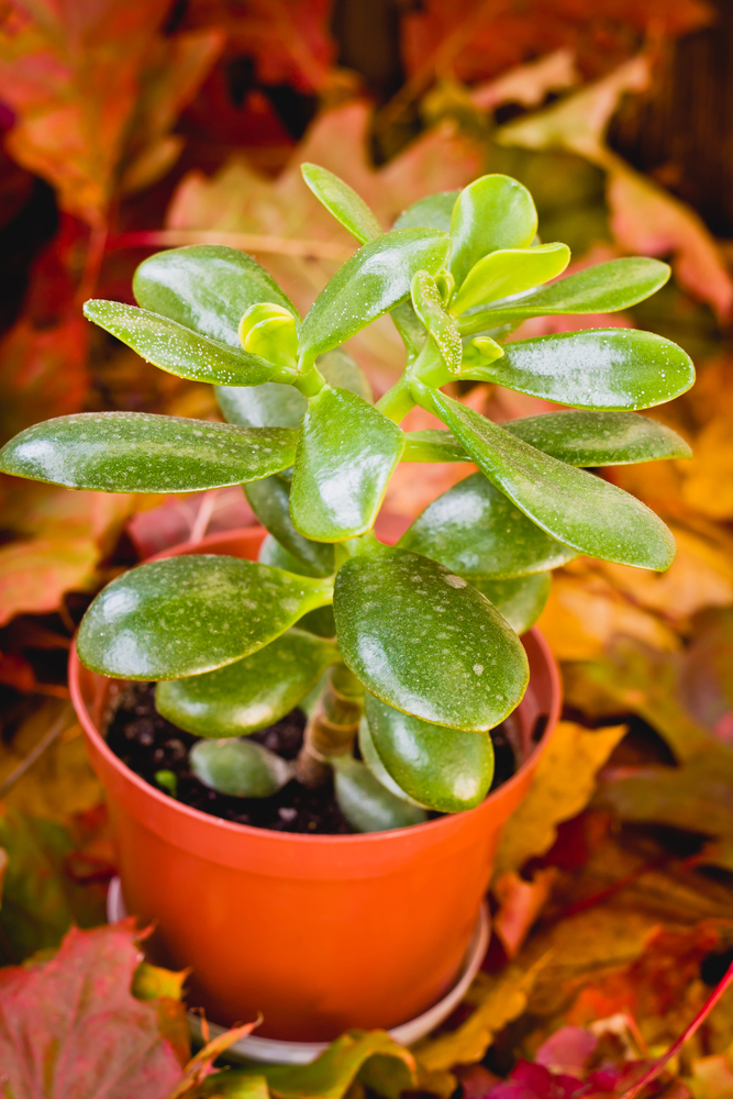 Crassula - Crassula fam Crassulaceae