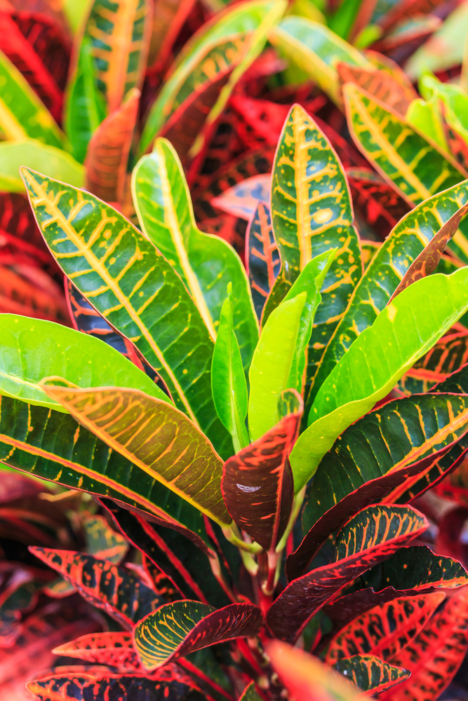 Croton - Codiaeum Variegatum fam Euphorbiaceae