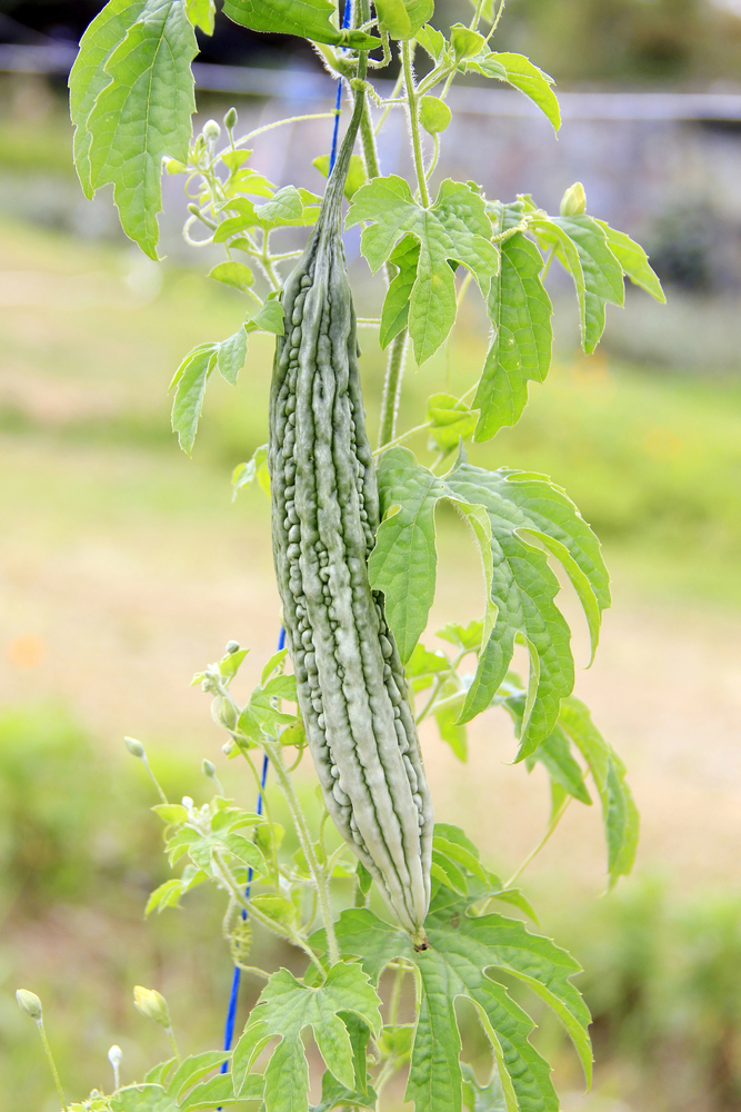 Cucina: sapori che vengono da lontano!