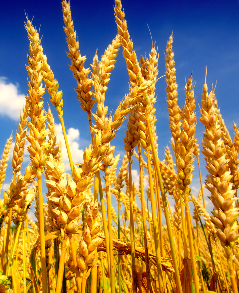 Diventa coltivatrice biologica con i G.A.T.