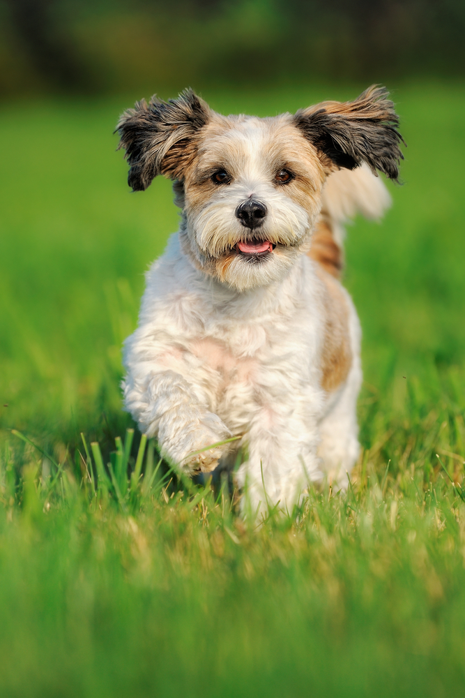 Come educare un cane