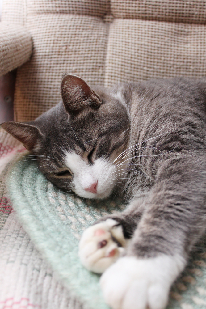 Eliminare i peli di cani e gatti