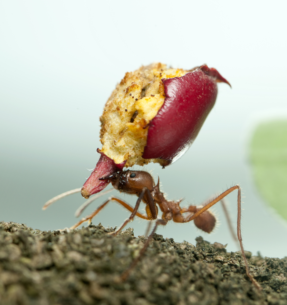 Come eliminare il problema formiche: rimedi naturali e non