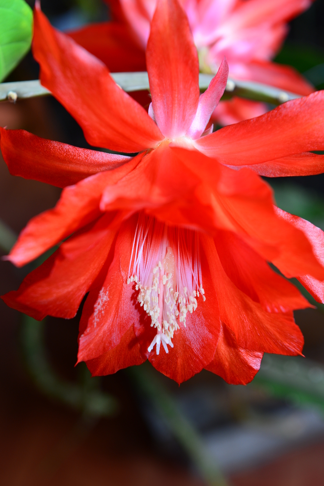 Epiphyllum - Epiphyllum fam Cactaceae