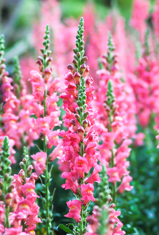 Erica - Erica fam Ericaceae