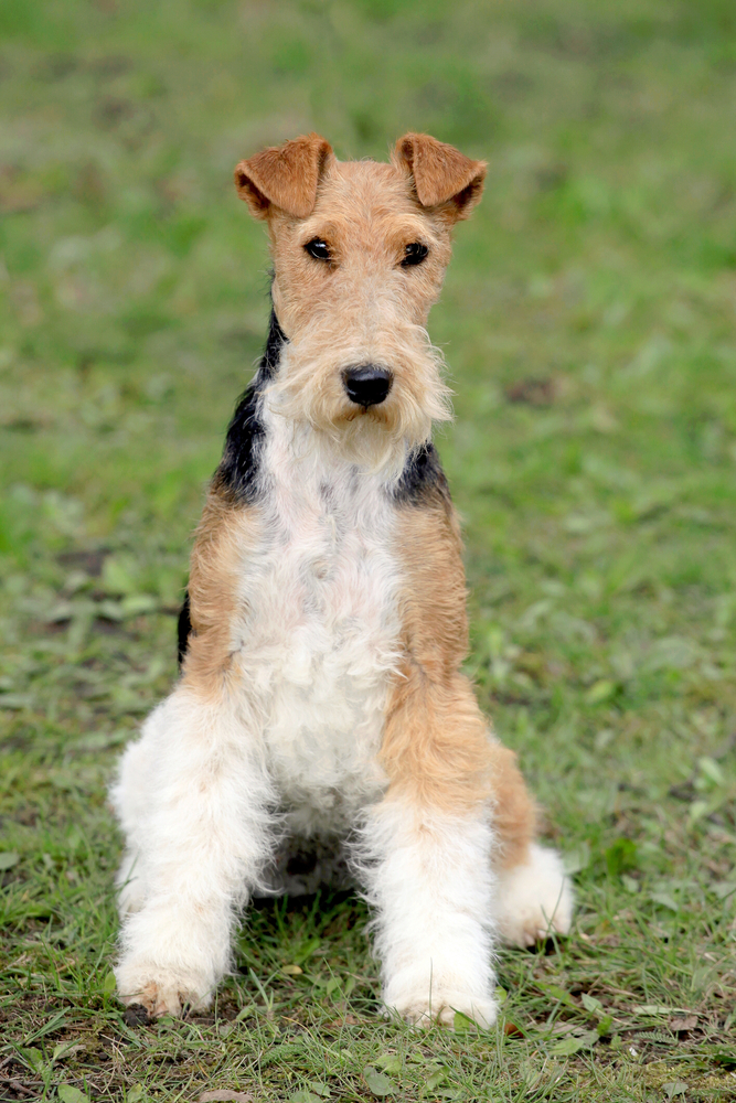 Fox Terrier a pelo liscio - Terrier