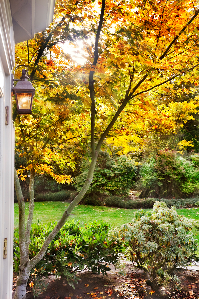 Fai sbocciare l'autunno