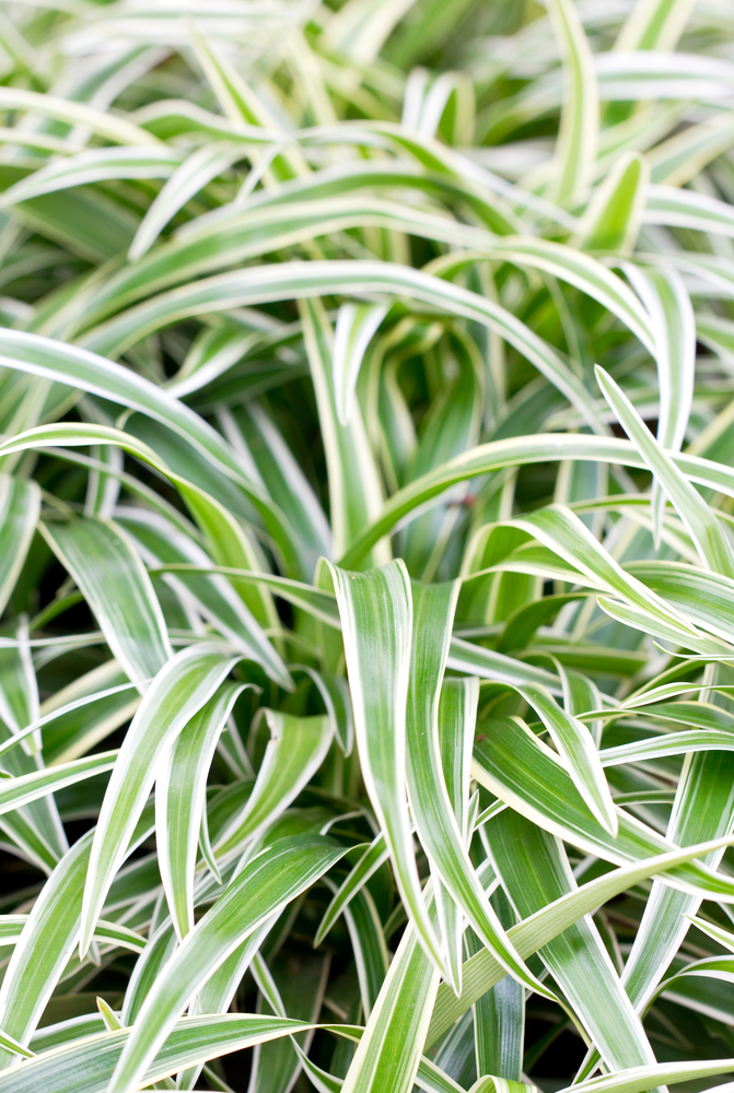 Falangio - Chlorophytum Comosum fam Liliaceae
