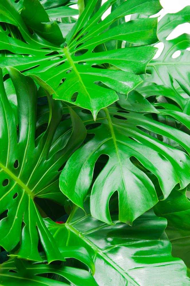 Filodendro - Philodendron fam Araceae
