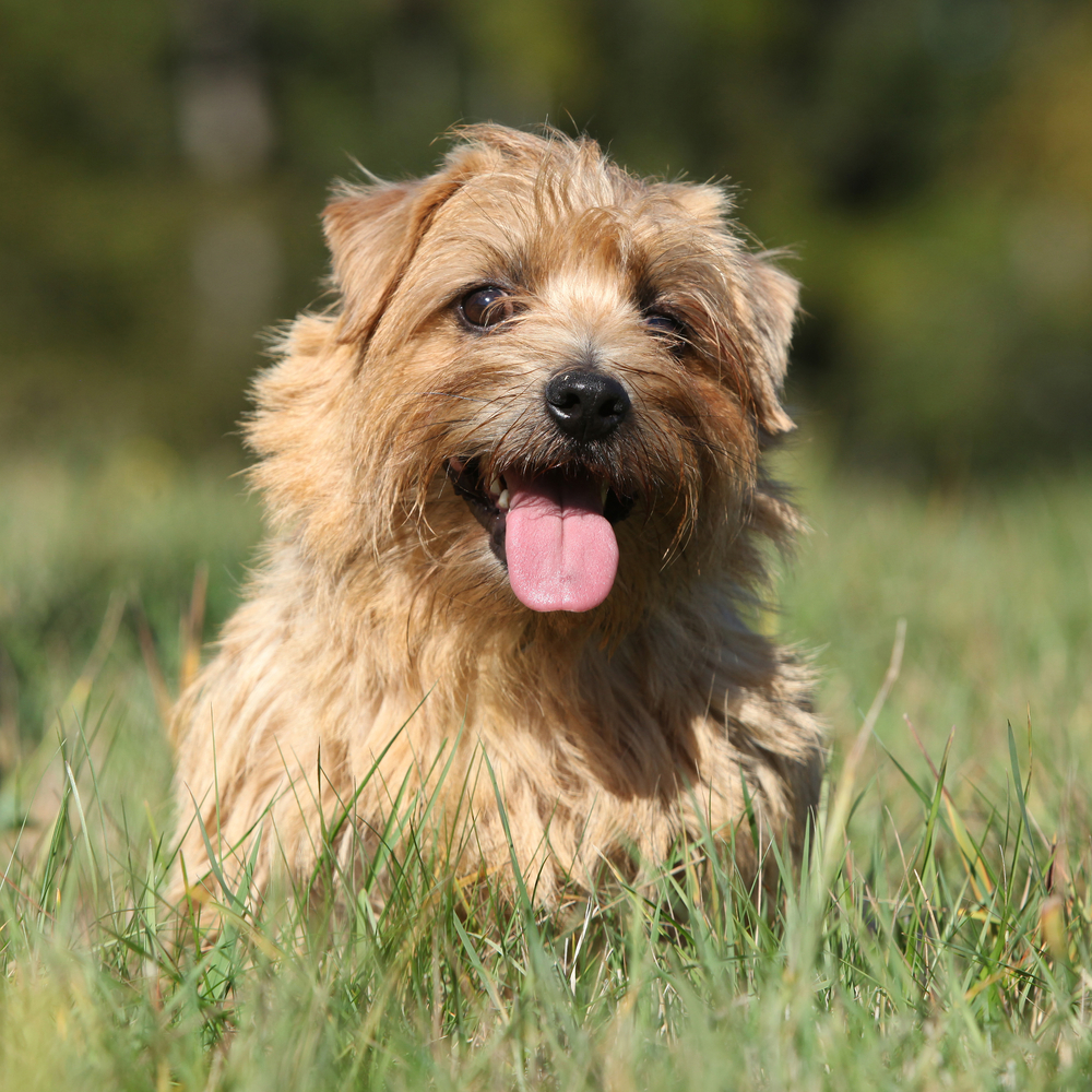 Glen of Imaal Terrier - Terrier