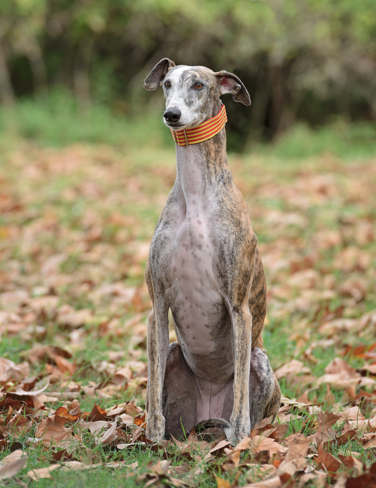 Greyhound - Levrieri e segugi