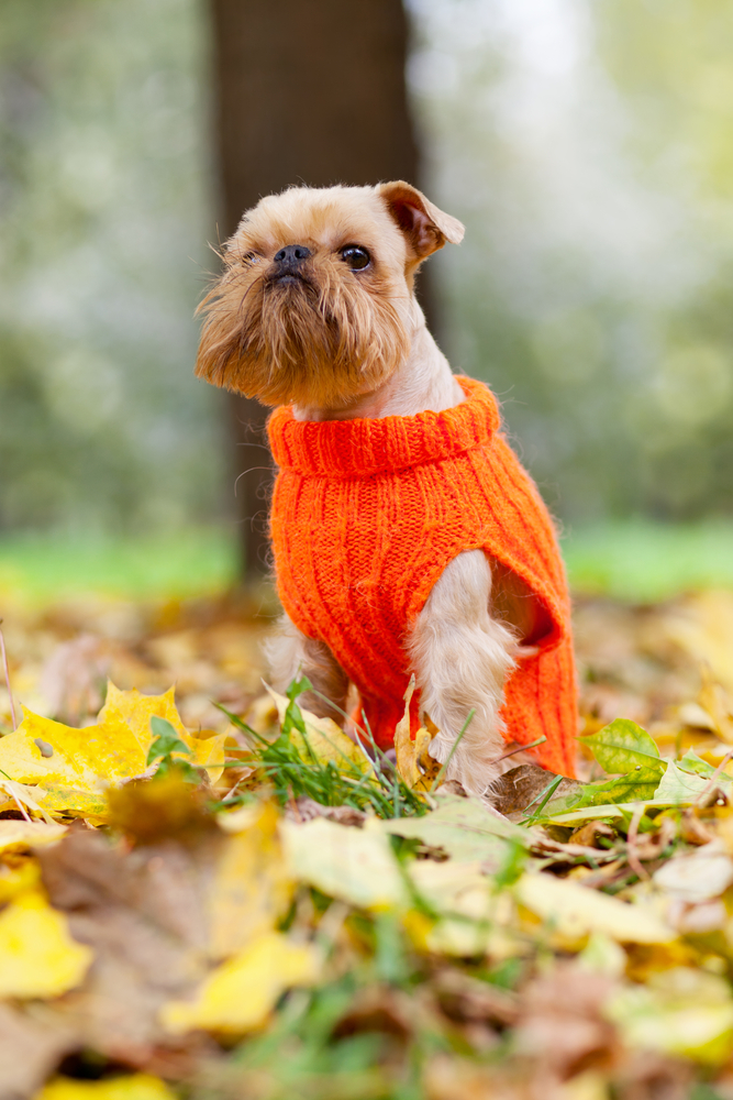 Griffone di Bruxelles - Cani da grembo