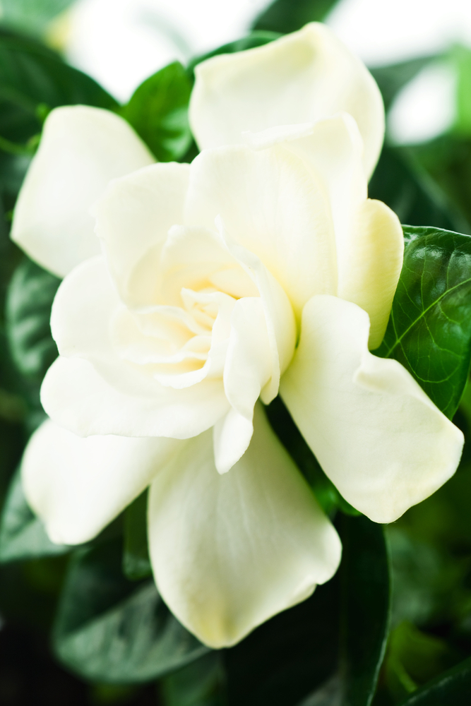 Gardenia - Gardenia fam Rubiaceae