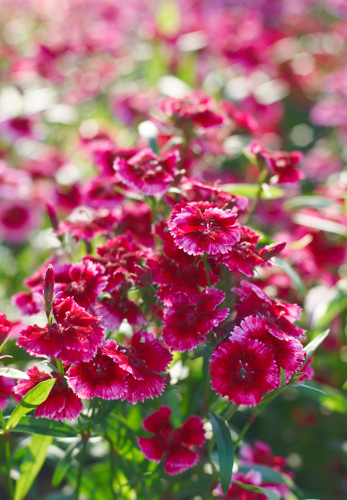 Garofano - Dianthus fam Caryophyllaceae