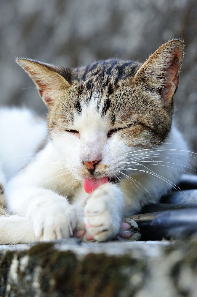 Gatti, maestri di pulizia