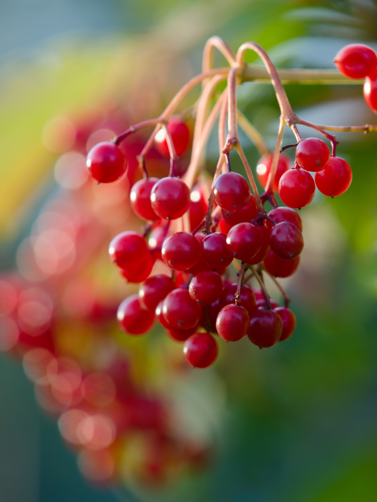 Giardino di mille colori con le bacche