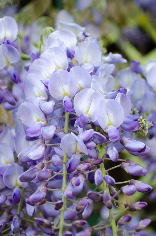 Glicine - Wisteria fam Leguminosae