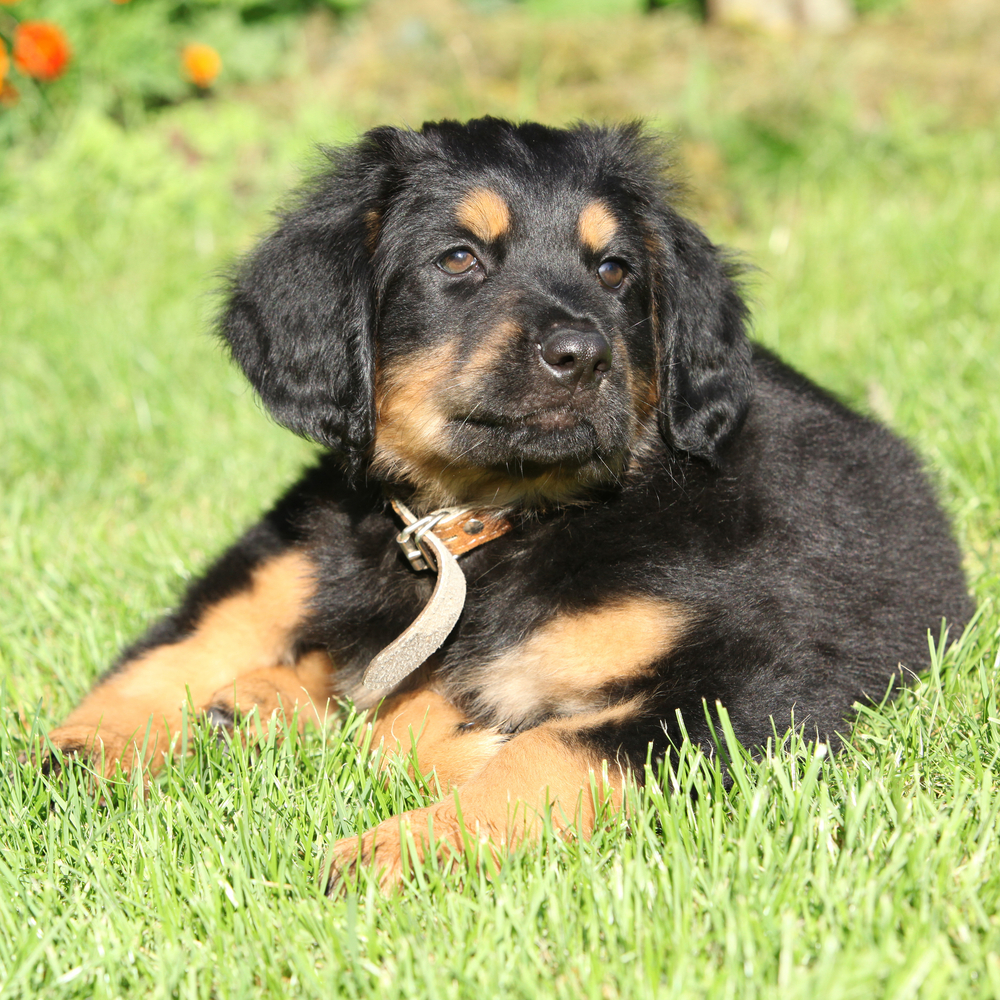 Hovawart - Cani da lavoro