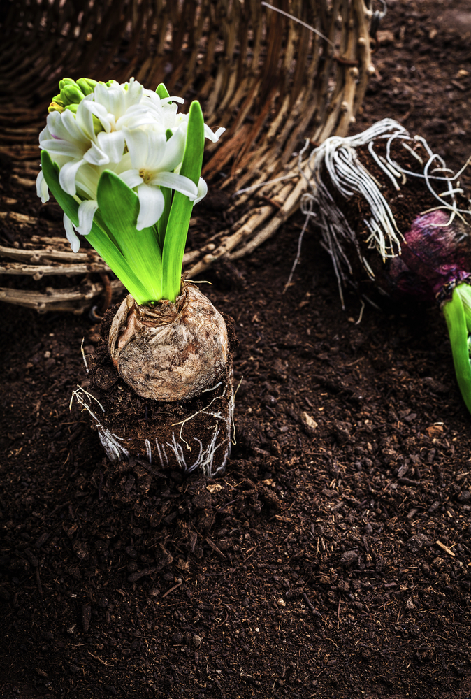 I bulbi di primavera