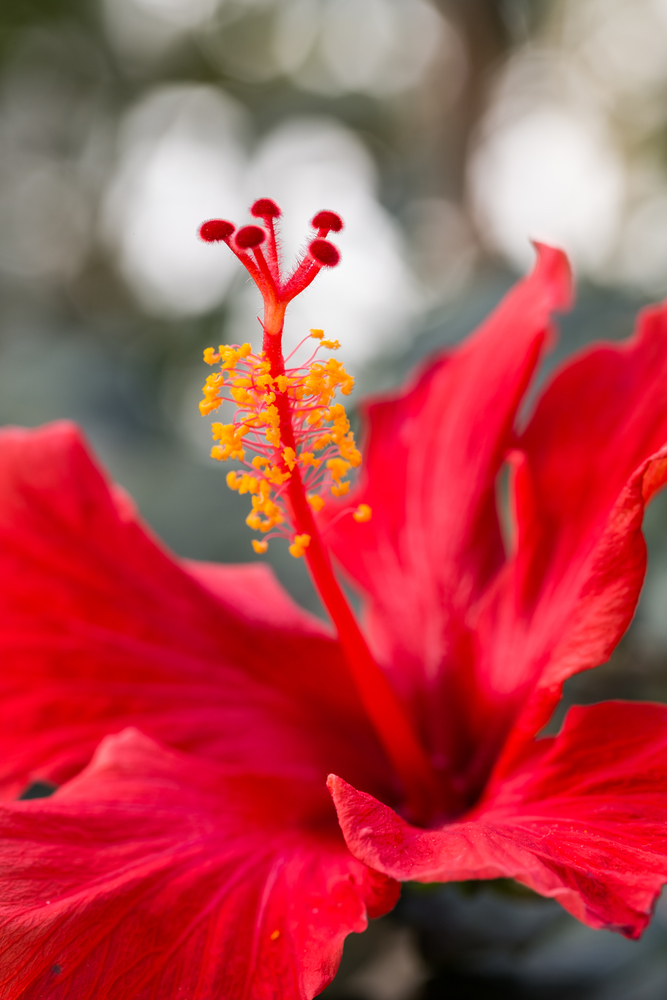 Ibisco - Hibiscus fam Malvaceae