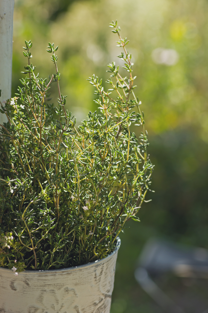 Timo - Thymus Vulgaris fam Labiatae
