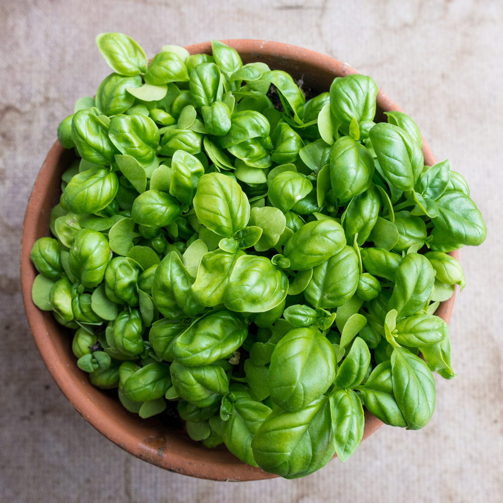 Basilico - Ocimum Basilicum fam Labiatae