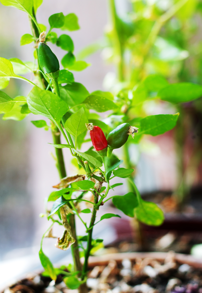 Peperoncino - Capsicum Annuum fam Solanaceae