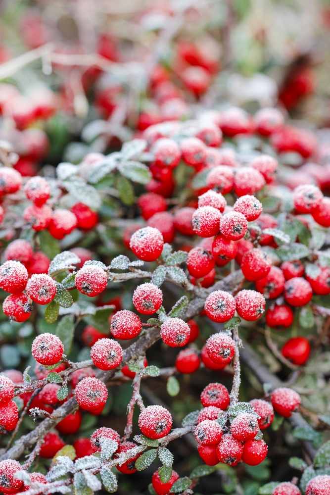 Inverno di mille colori con le bacche