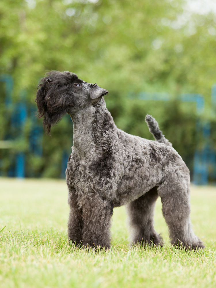 Kerry Blue Terrier - Terrier