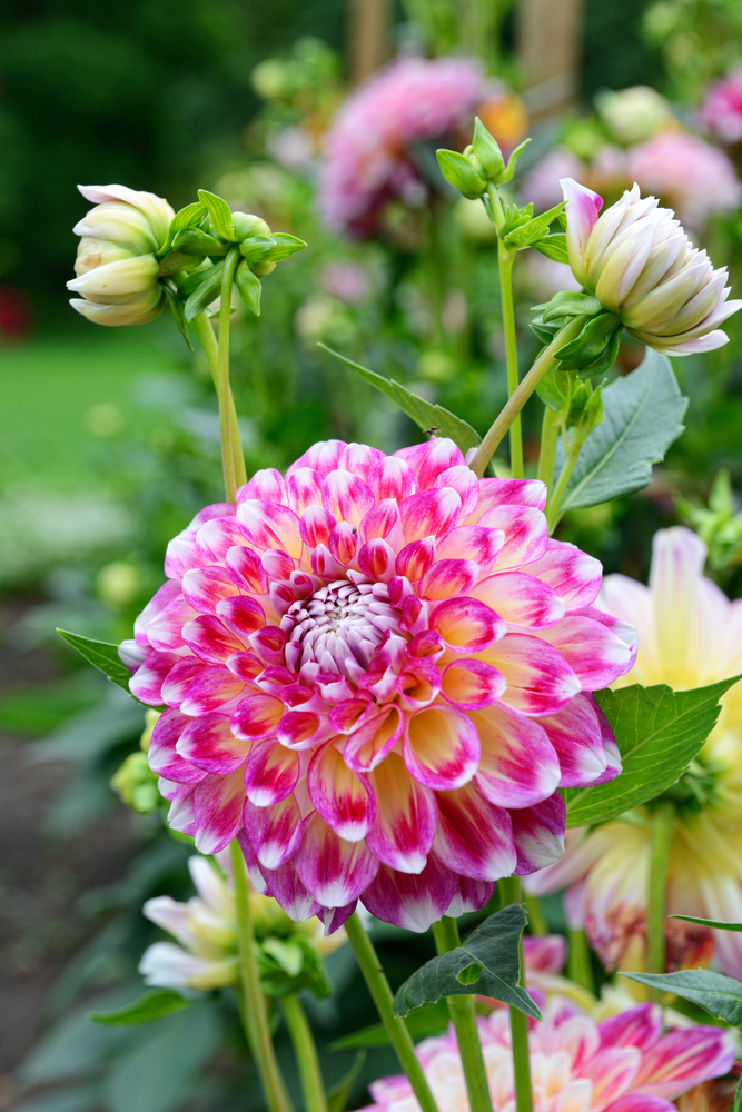 Dalia - Dahlia fam Compositae