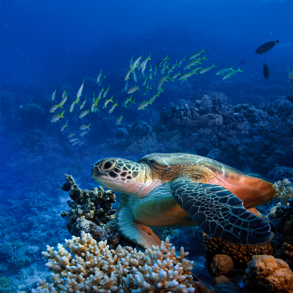La gita al mare 'eco-sostenibile'