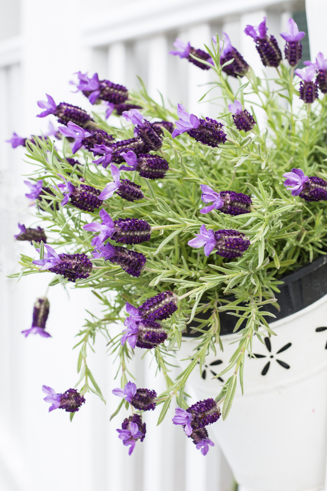 Lavanda - Lavandola Officinalis fam Labiate