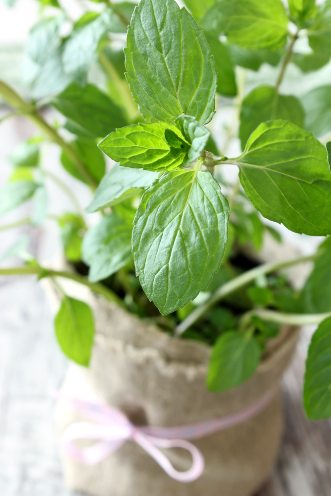 menta - Mentha Piperita fam Labiatae