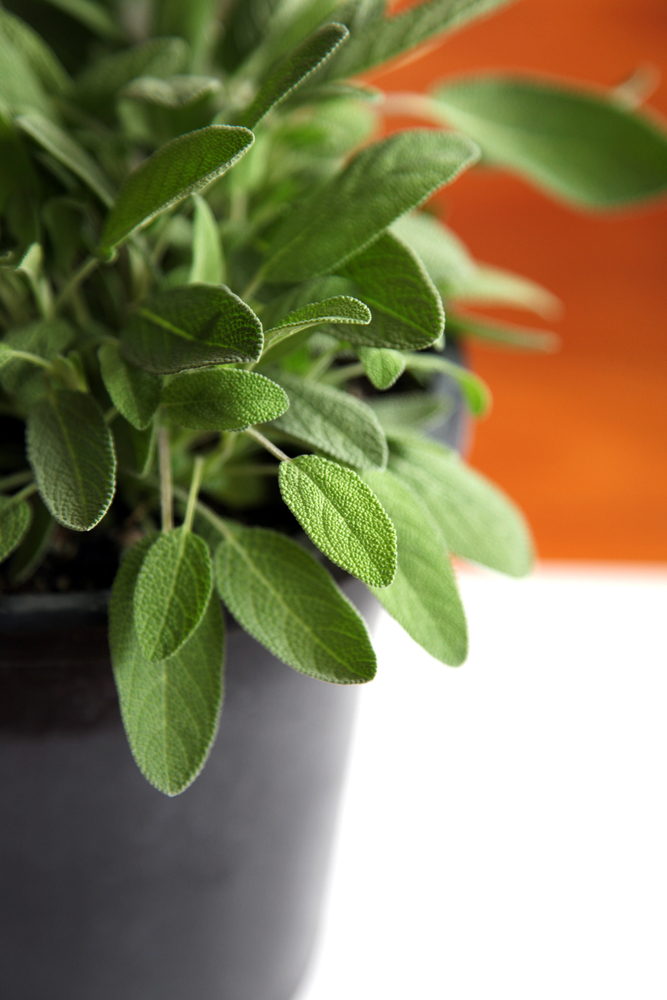 Salvia - Salvia Officinalis fam Labiatae