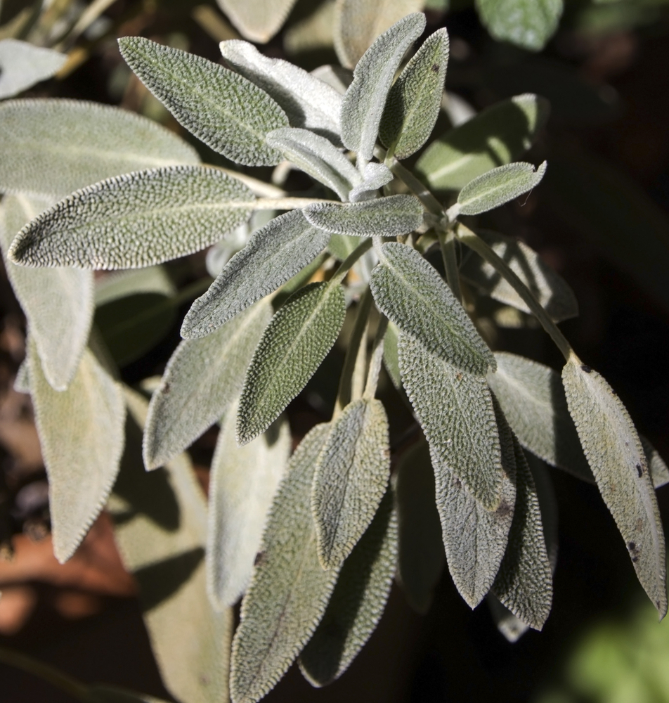 La salvia: a tutta freschezza