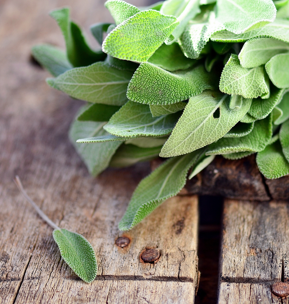 La salvia, amica della donna