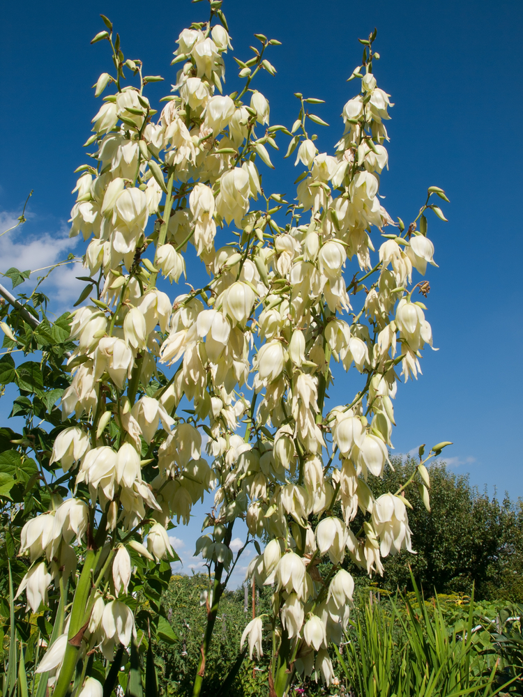 Yucca - Elephantipes fam Agavaceae
