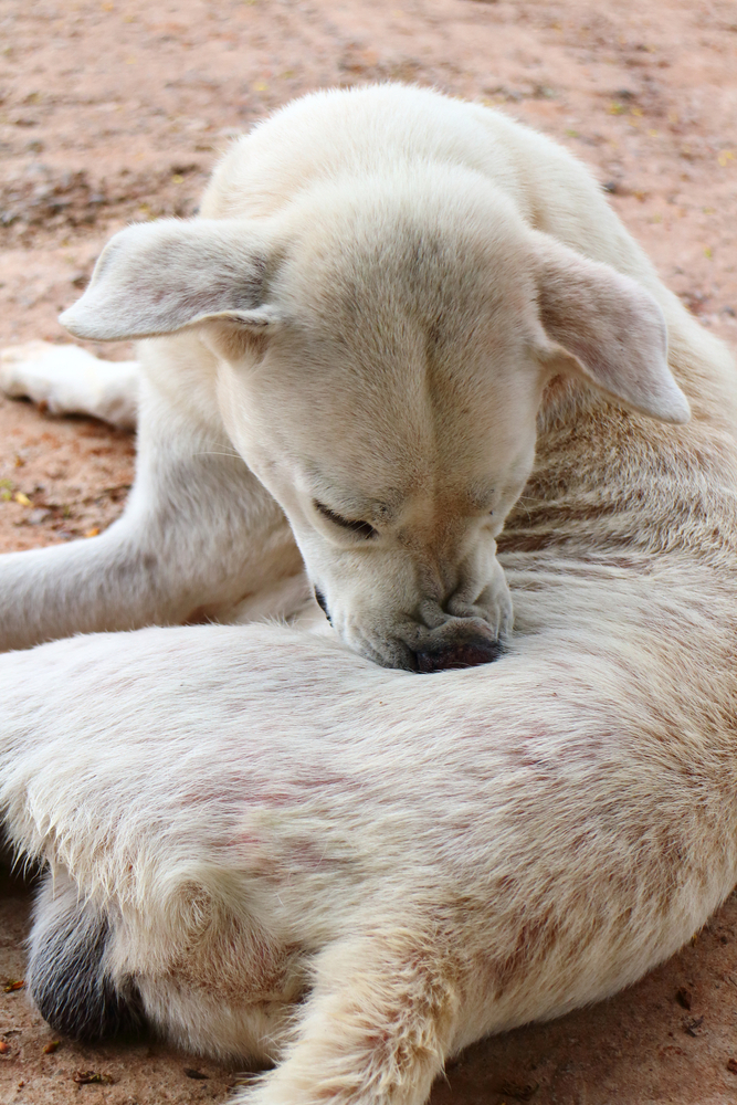 L'allergia di Fido