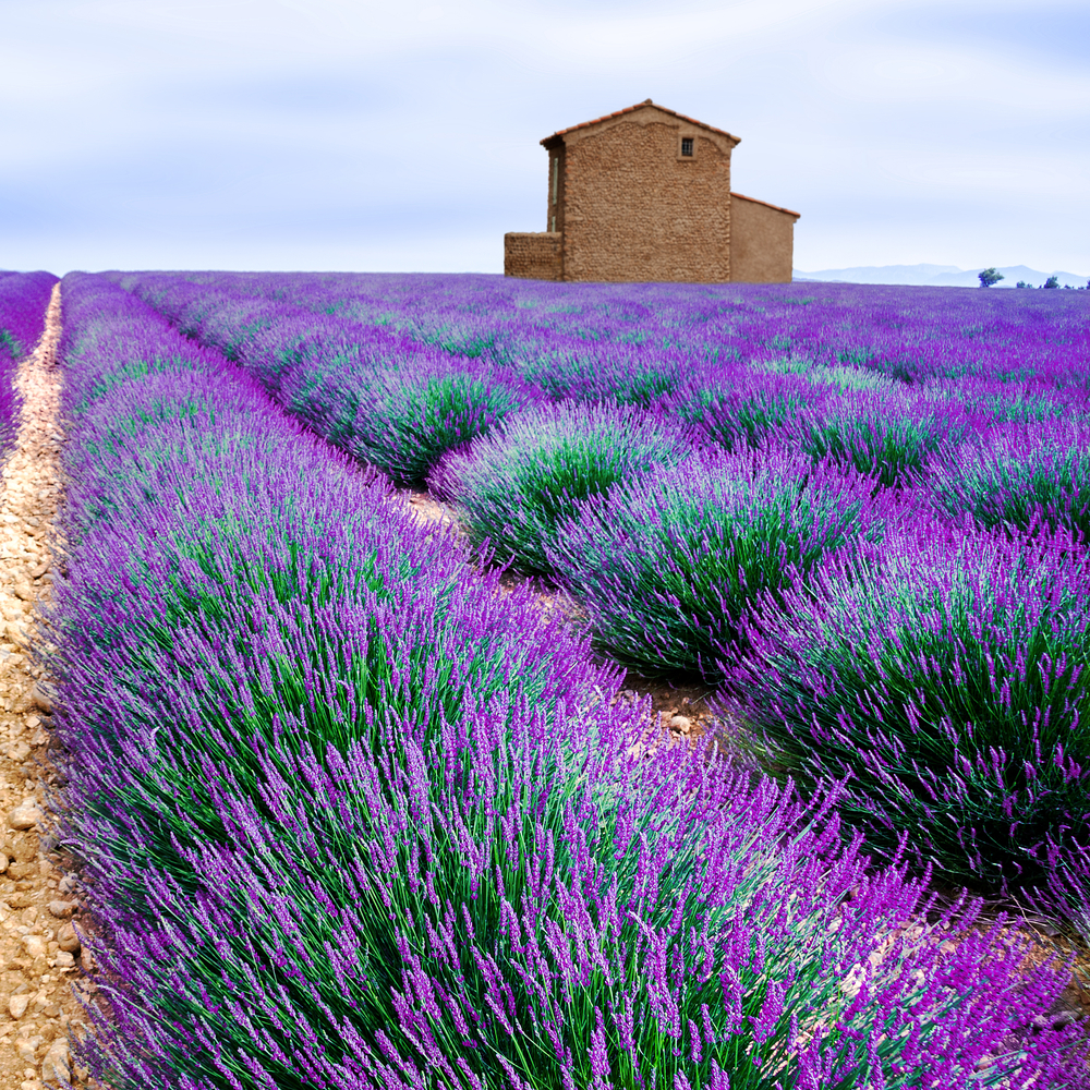 Lavanda, pianta aromatica