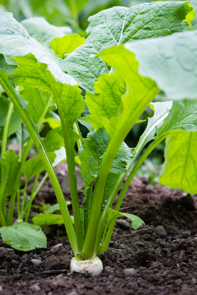 Le cime di rapa