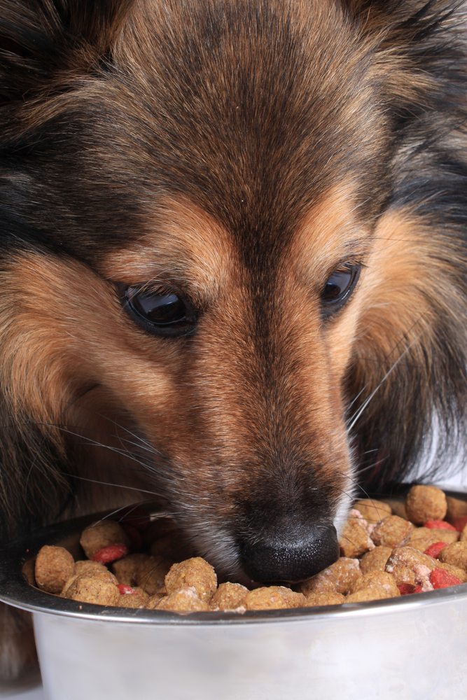 Le intolleranze alimentari di Fido e Fuffi