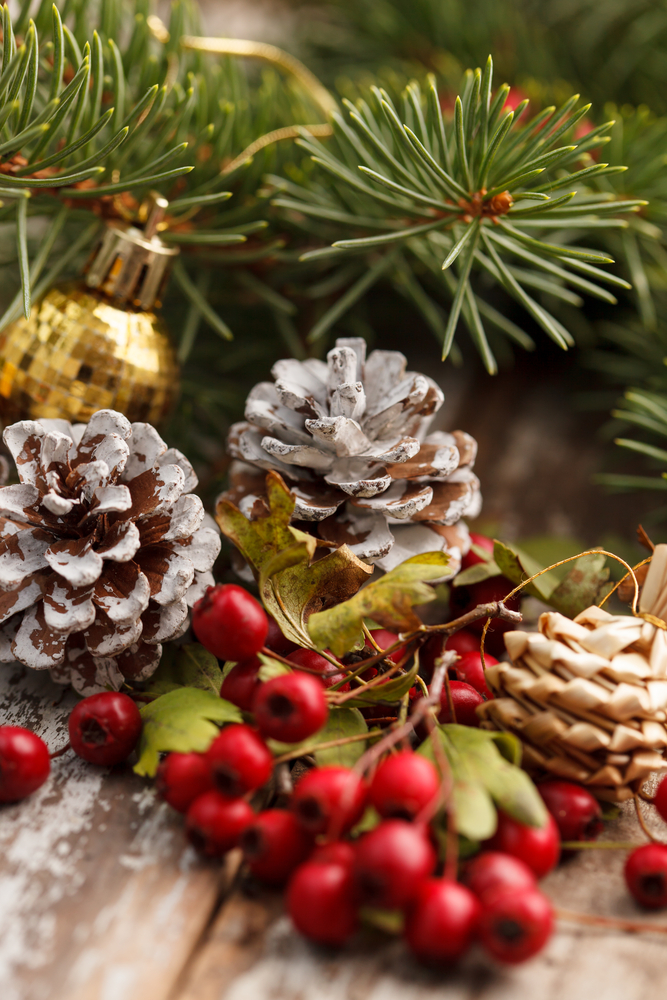 Le piante simbolo del Natale