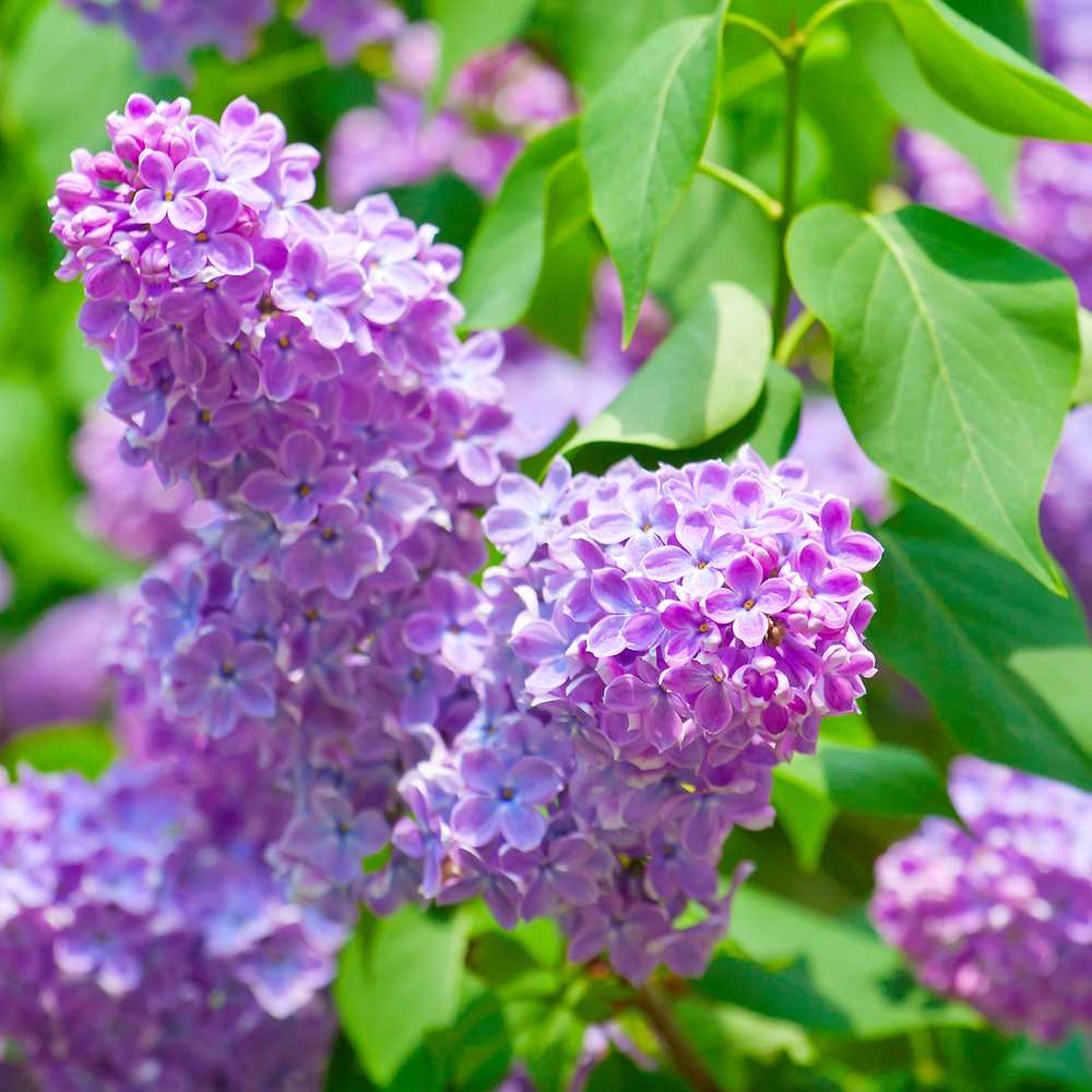 Lillà - Syringa fam Oleaceae