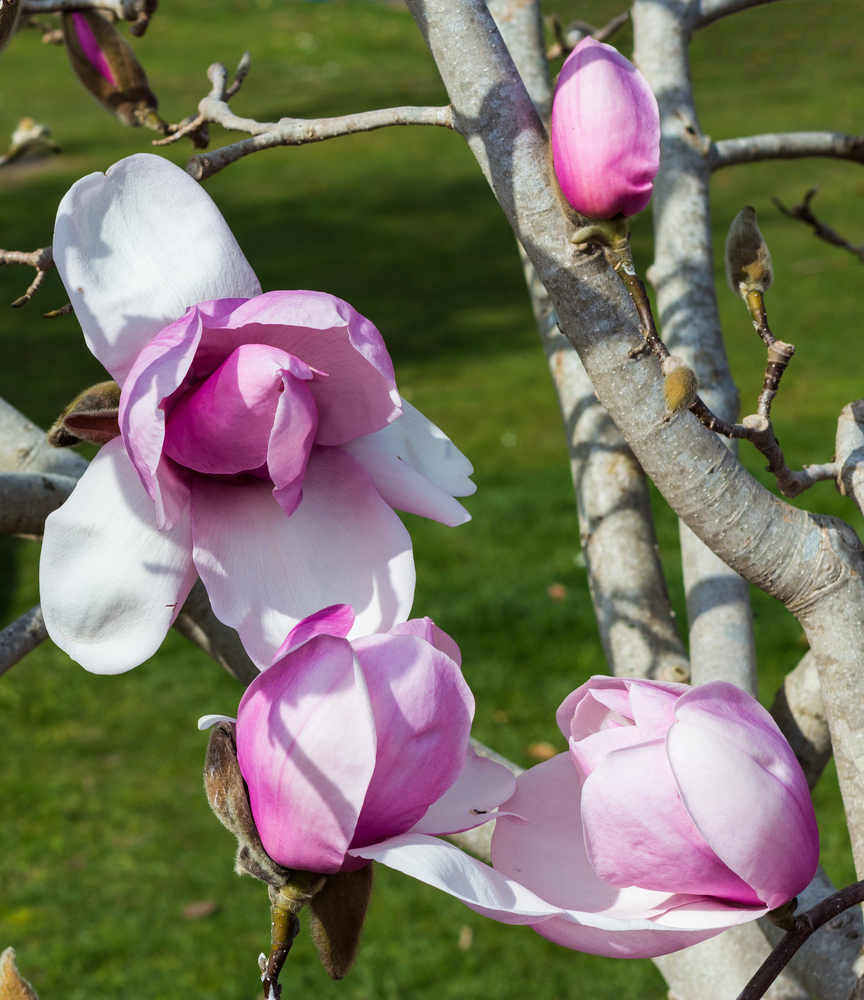 Magnolia, regina di brillantezza!