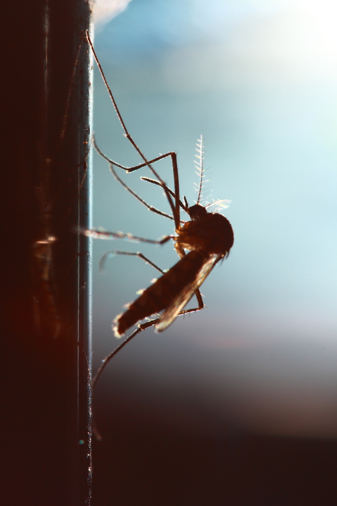 Mai più insetti in casa tua